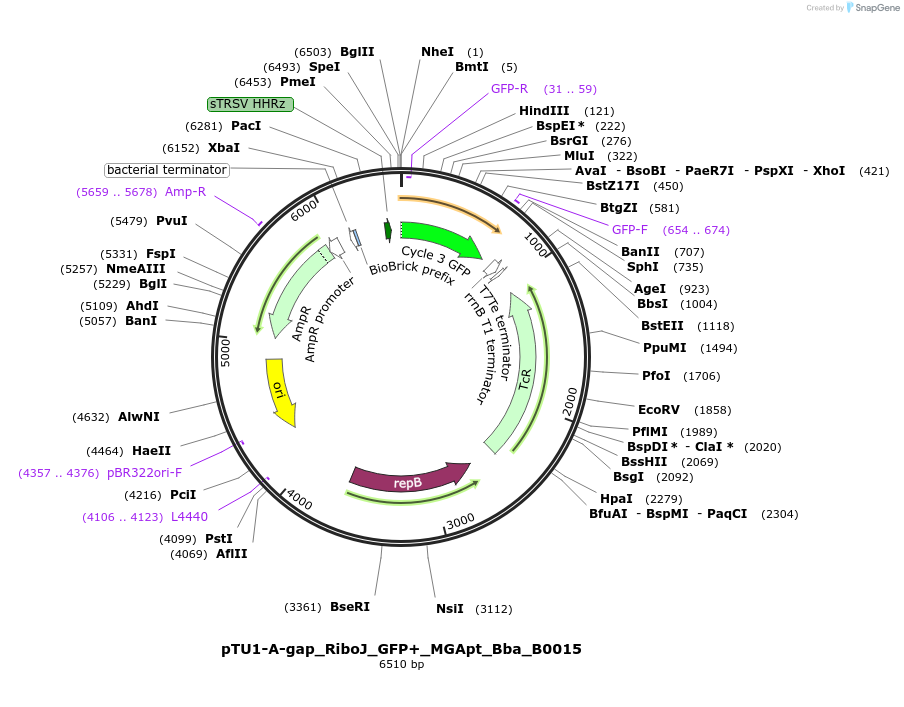 107577-plasmid-map-sequence-id-209152