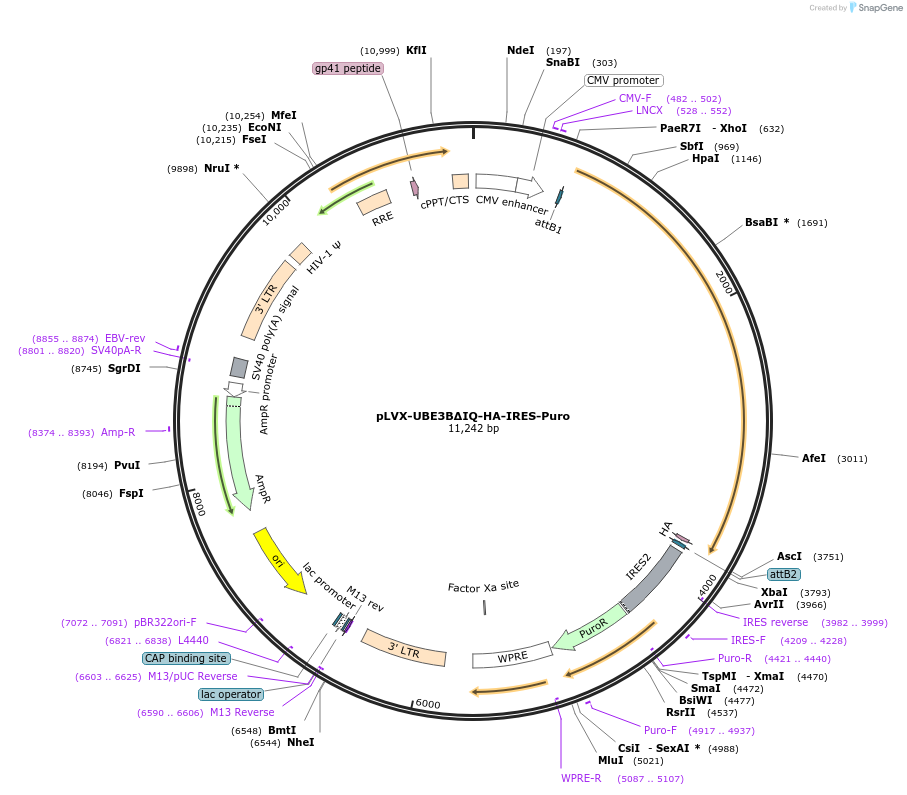 107350-plasmid-map-sequence-id-209163