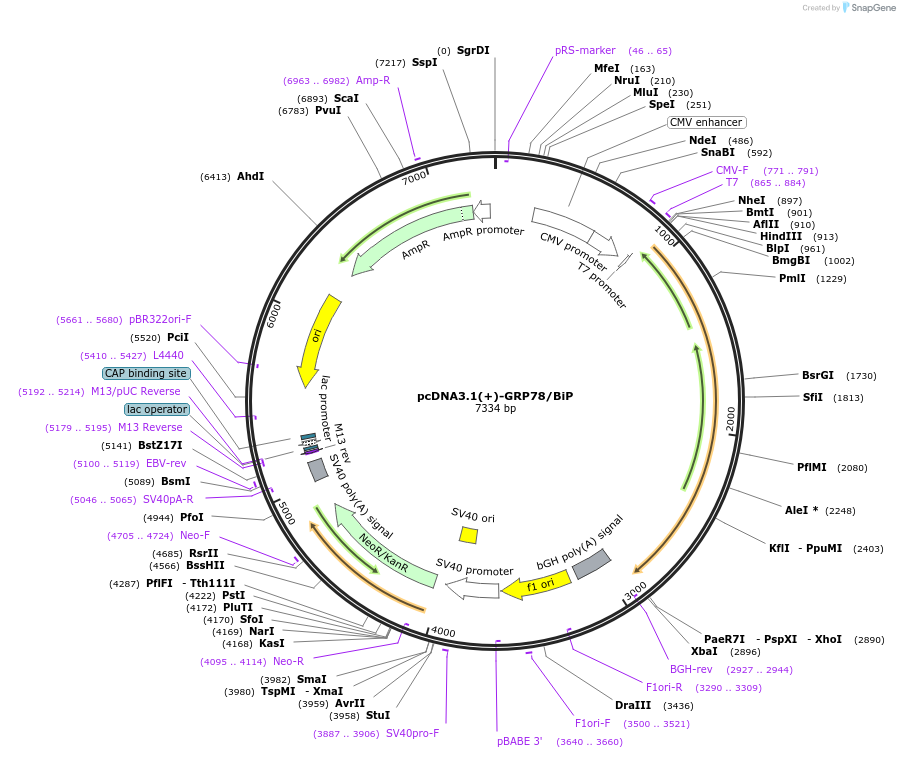 32701-plasmid-map-sequence-id-209169