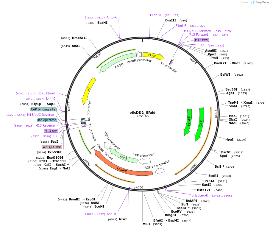 109047-plasmid-map-sequence-id-209173
