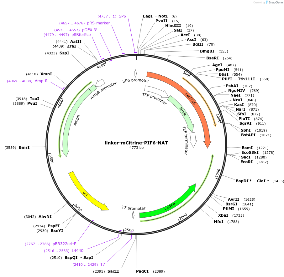 51576-plasmid-map-sequence-id-209183