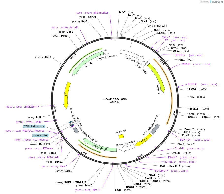 105824-plasmid-map-sequence-id-209194