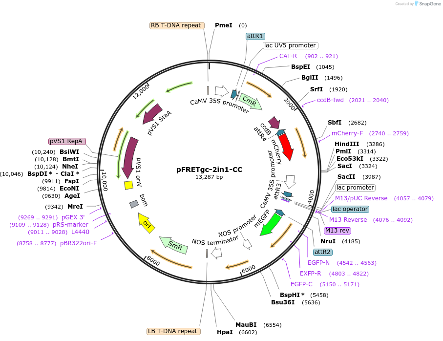 105115-plasmid-map-sequence-id-209195