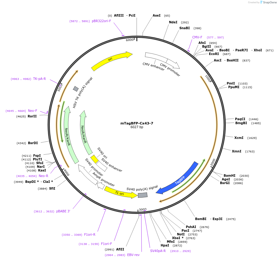 55256-plasmid-map-sequence-id-209197