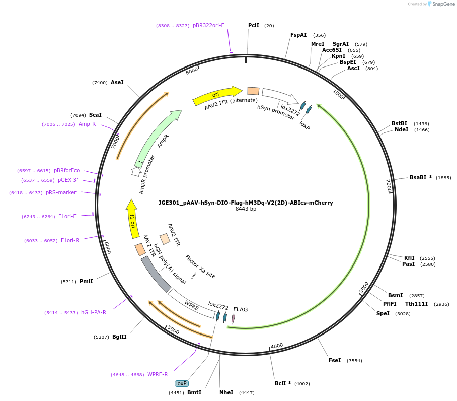 107246-plasmid-map-sequence-id-209200