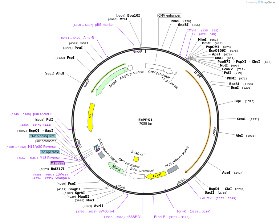 108850-plasmid-map-sequence-id-209213