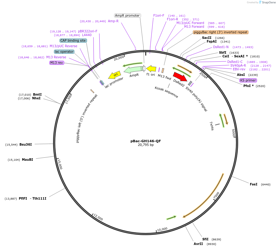 24353-plasmid-map-sequence-id-209215