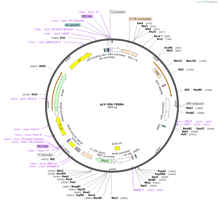 111375-plasmid-map-sequence-id-209226