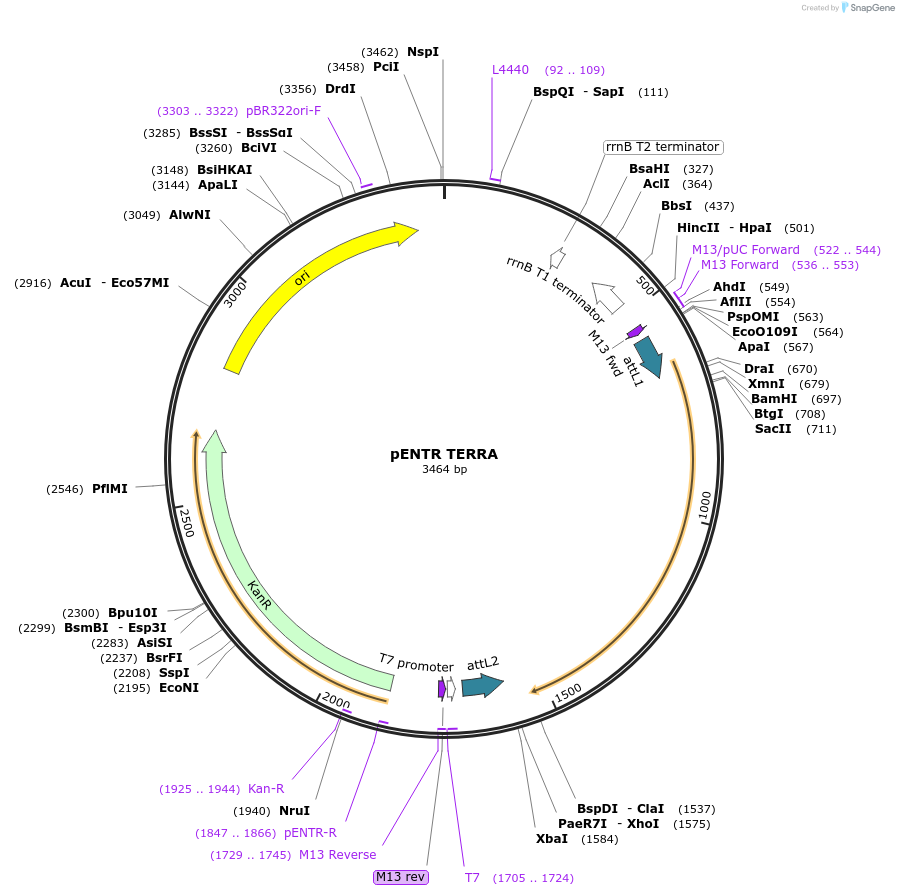 111383-plasmid-map-sequence-id-209230