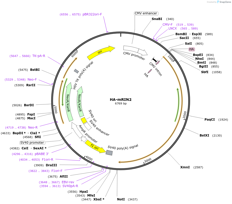 108940-plasmid-map-sequence-id-209242
