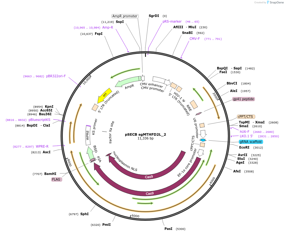 106307-plasmid-map-sequence-id-209252