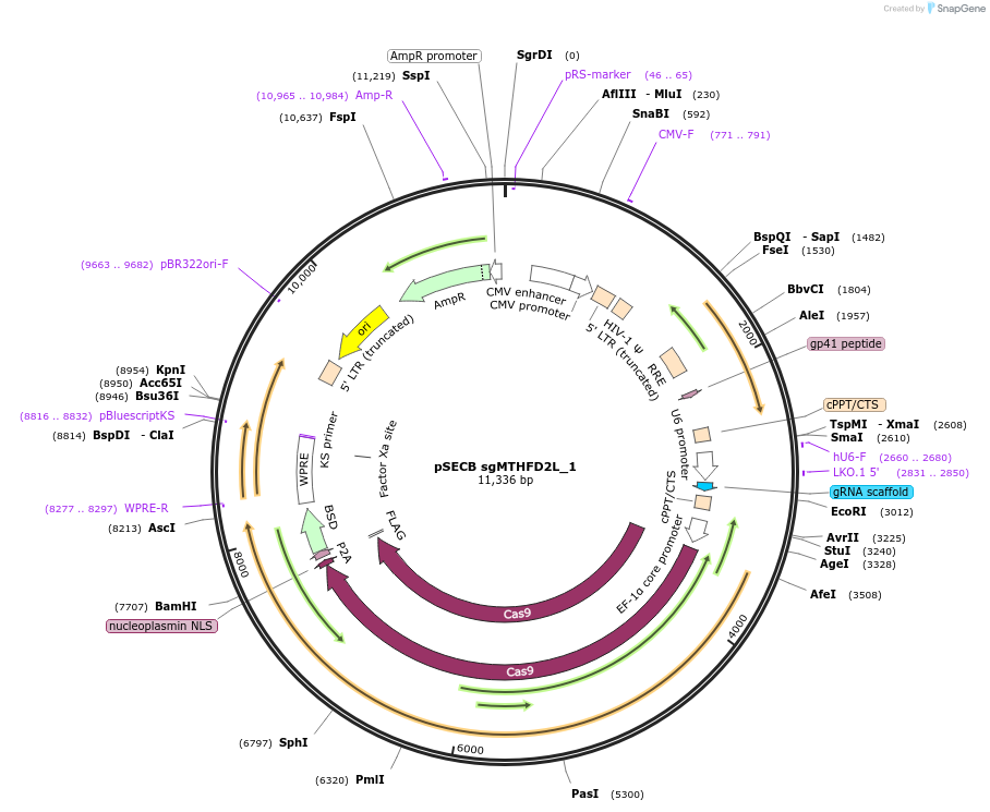 106306-plasmid-map-sequence-id-209253