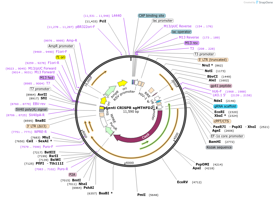 106313-plasmid-map-sequence-id-209255