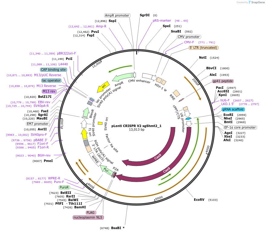 106314-plasmid-map-sequence-id-209256