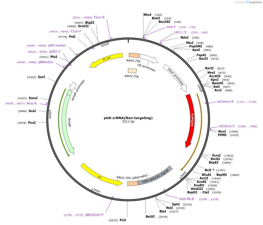 109324-plasmid-map-sequence-id-209270