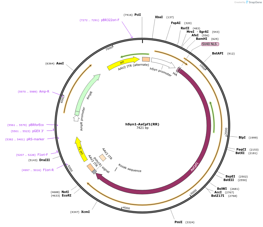 109325-plasmid-map-sequence-id-209271