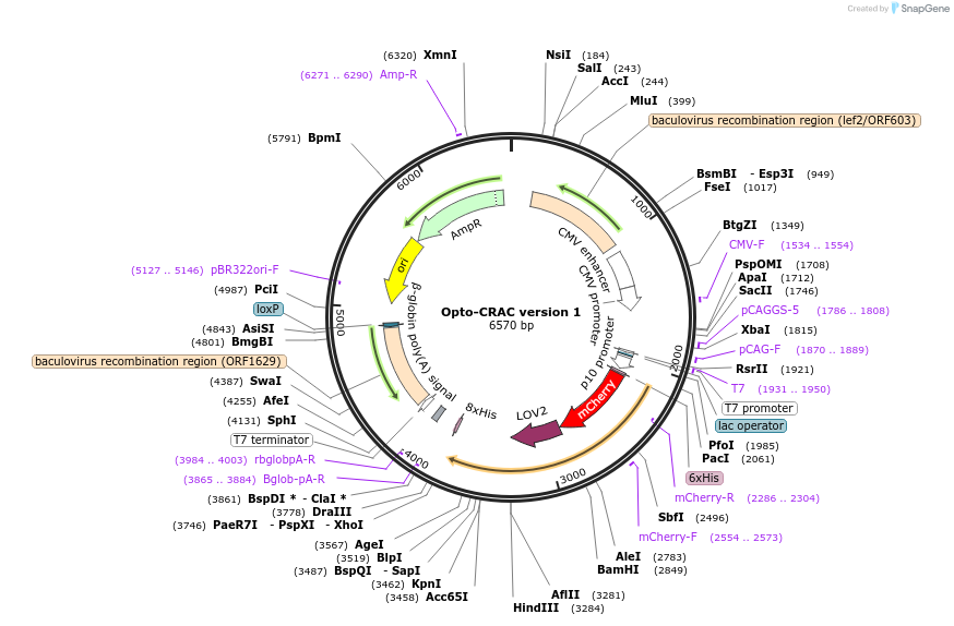 101245-plasmid-map-sequence-id-209272