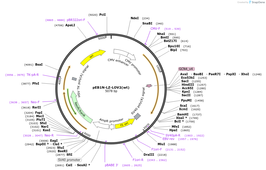 107614-plasmid-map-sequence-id-209273