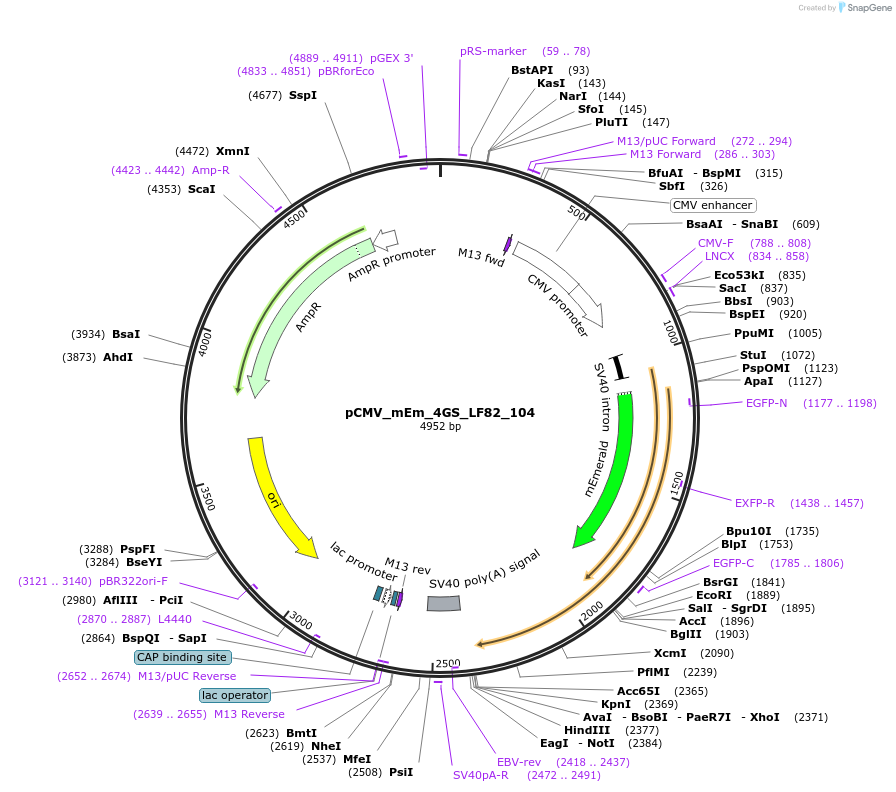 100298-plasmid-map-sequence-id-209274