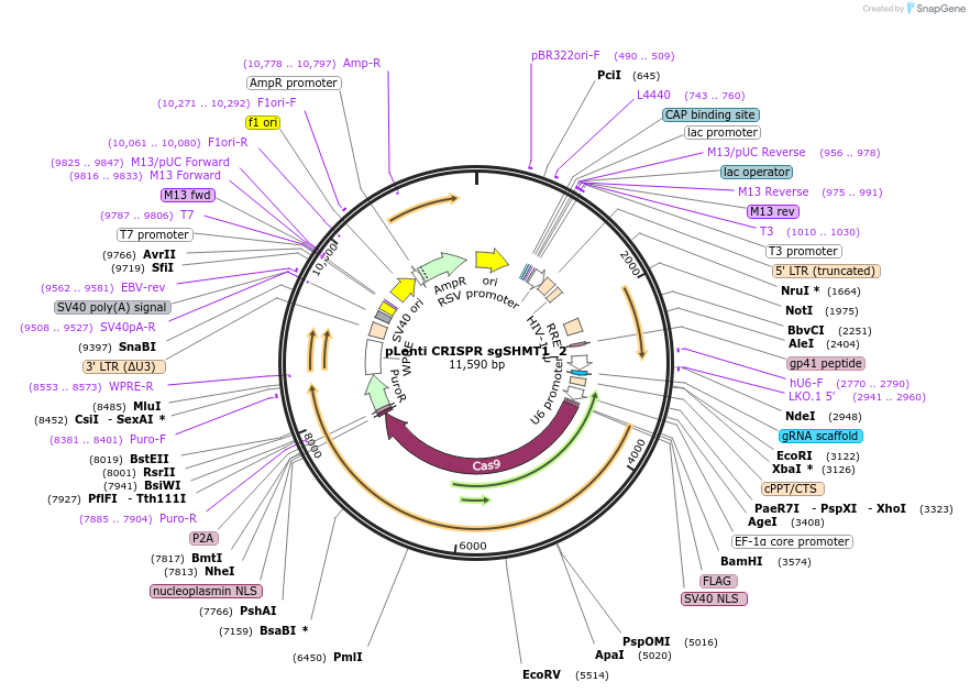 106312-plasmid-map-sequence-id-209275