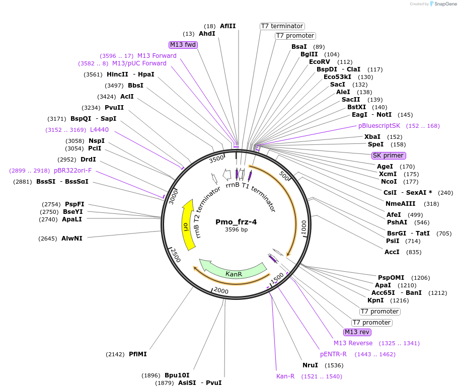 107650-plasmid-map-sequence-id-209286