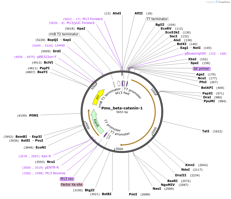 107651-plasmid-map-sequence-id-209317