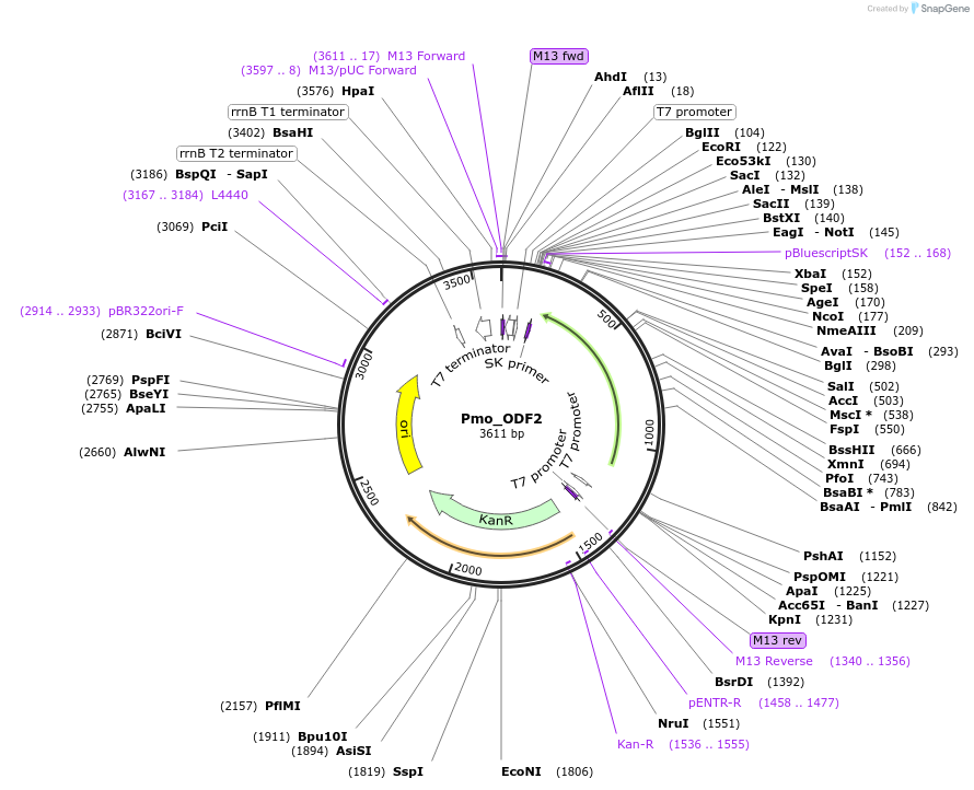 107652-plasmid-map-sequence-id-209318