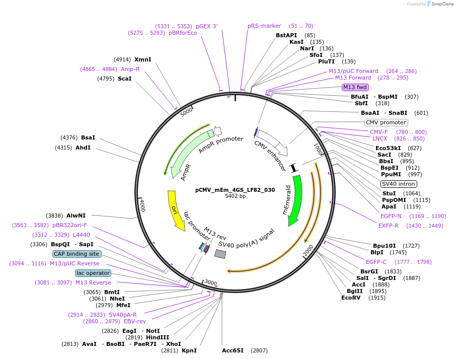 100299-plasmid-map-sequence-id-209319