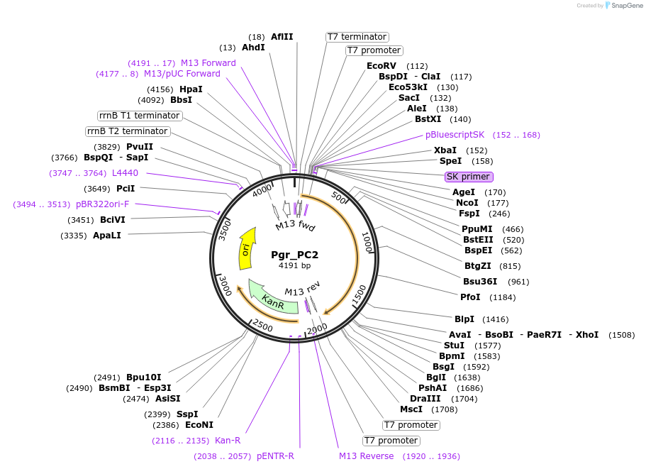 107654-plasmid-map-sequence-id-209321