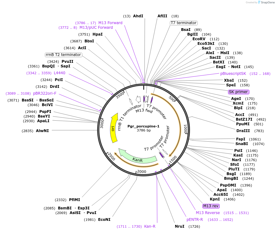 107656-plasmid-map-sequence-id-209323