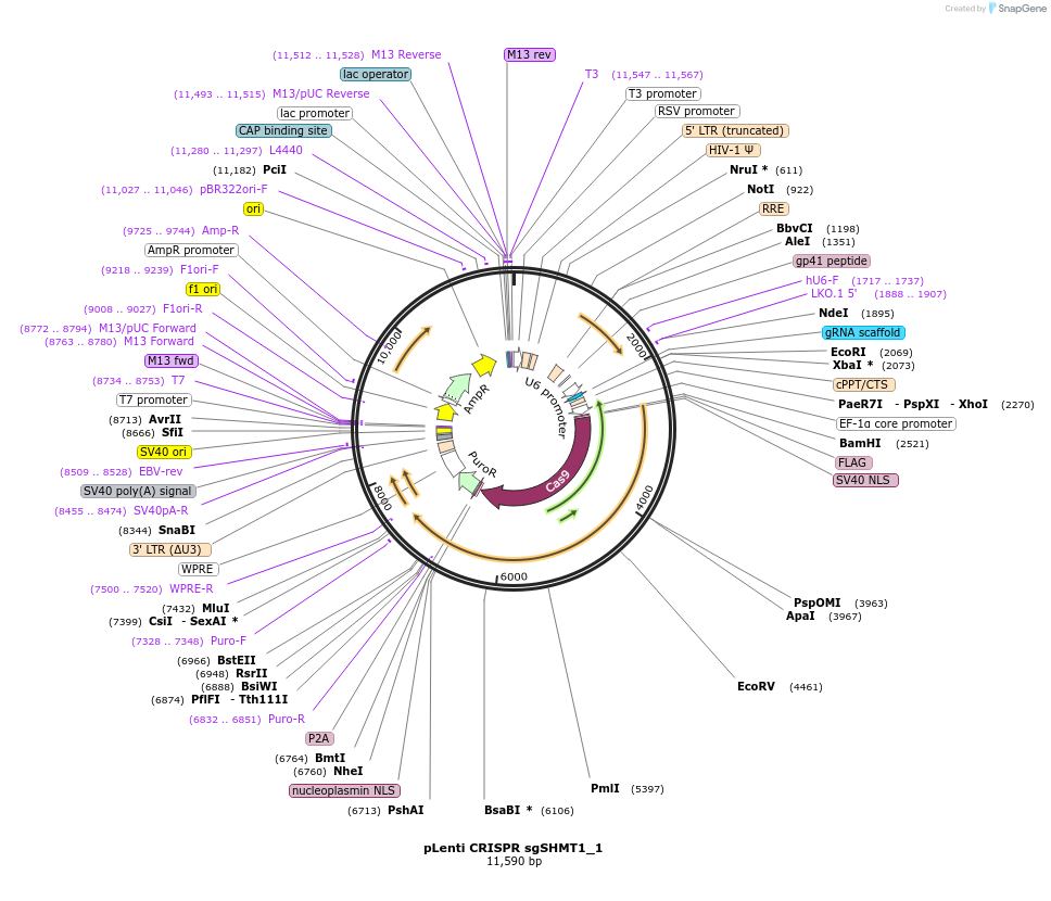 106311-plasmid-map-sequence-id-209325