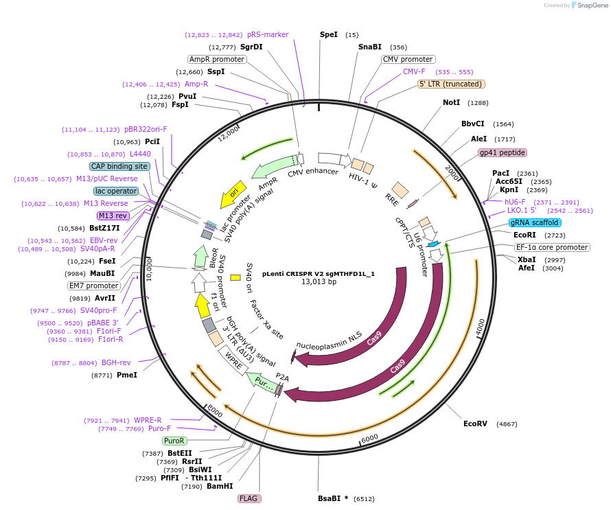 106316-plasmid-map-sequence-id-209327