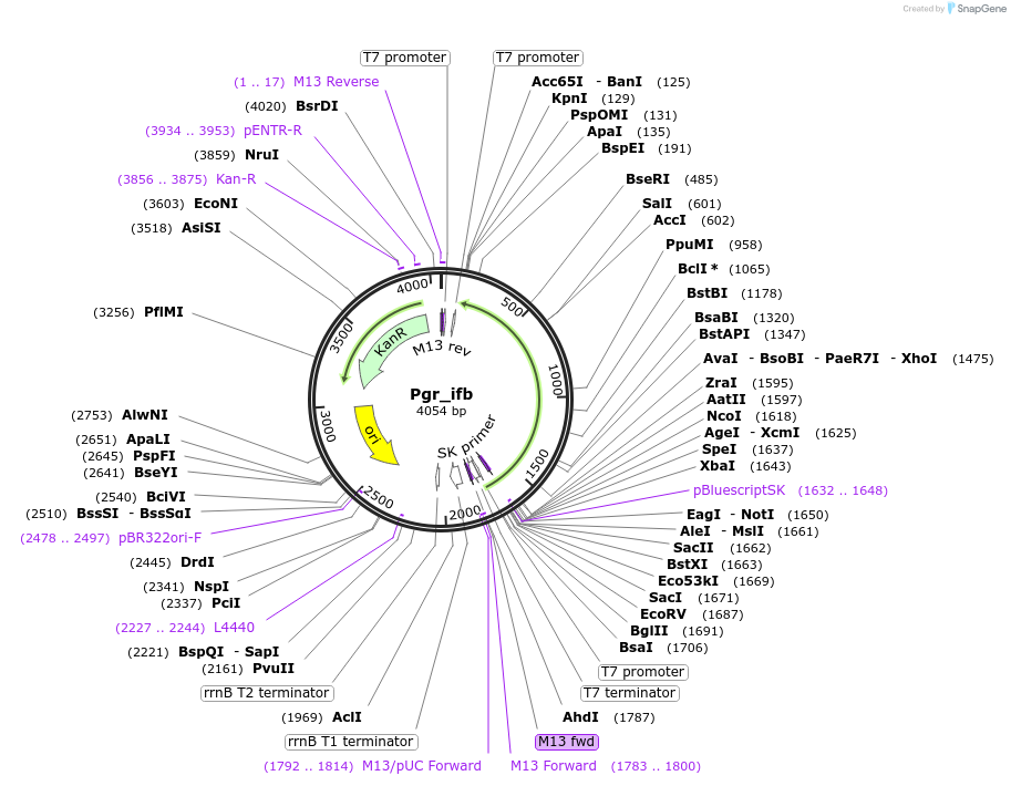 107660-plasmid-map-sequence-id-209328