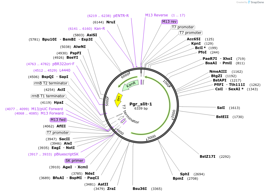 107661-plasmid-map-sequence-id-209330
