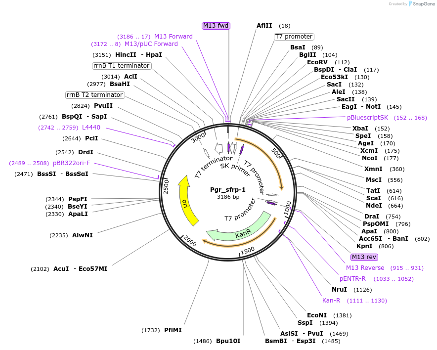 107662-plasmid-map-sequence-id-209332