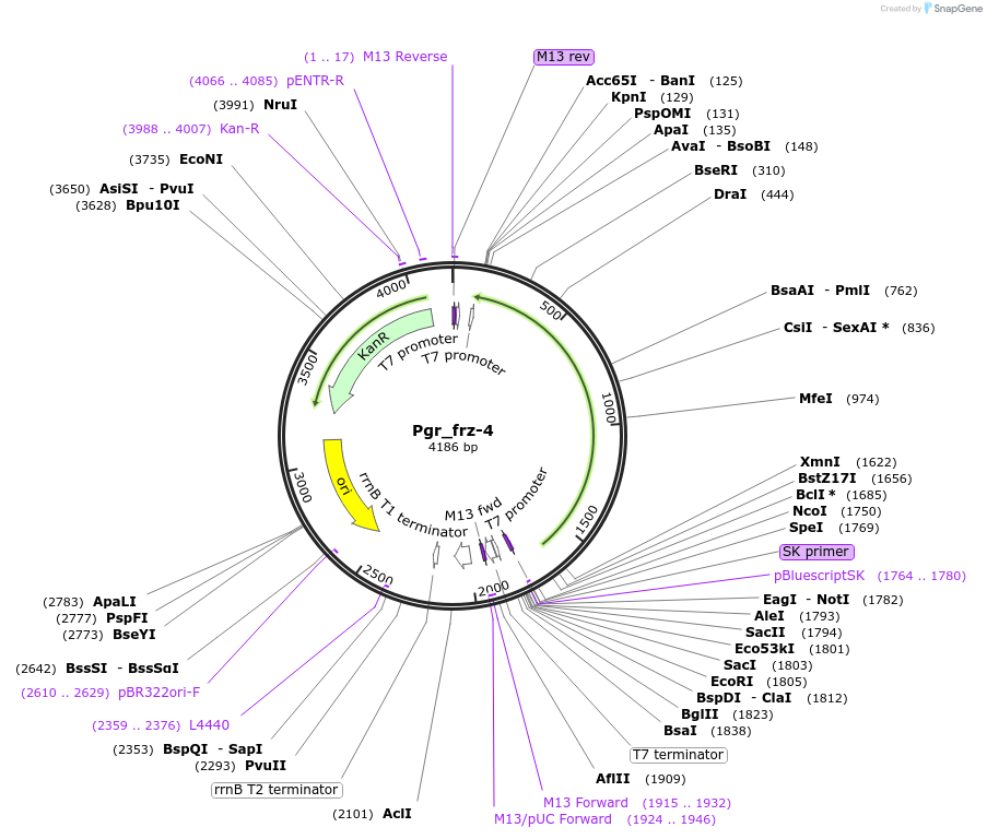 107663-plasmid-map-sequence-id-209334