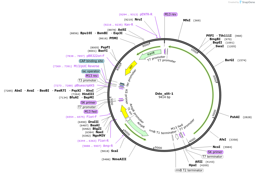 107636-plasmid-map-sequence-id-209336