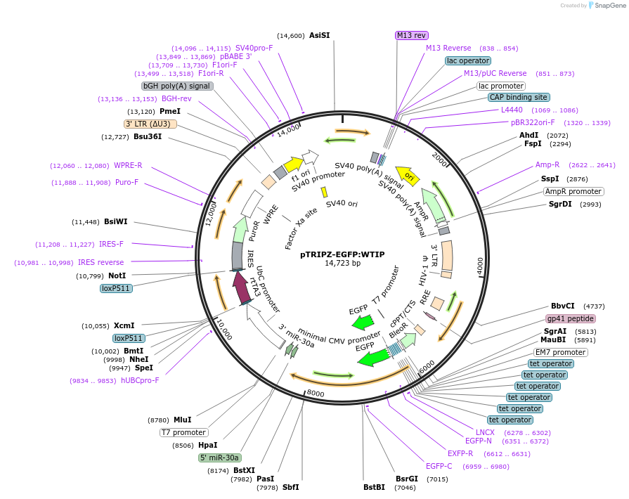 108231-plasmid-map-sequence-id-209337