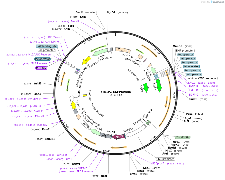 108229-plasmid-map-sequence-id-209339