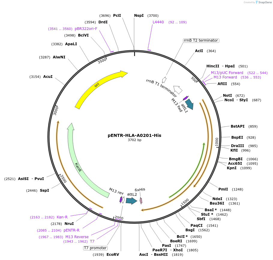 108213-plasmid-map-sequence-id-209340