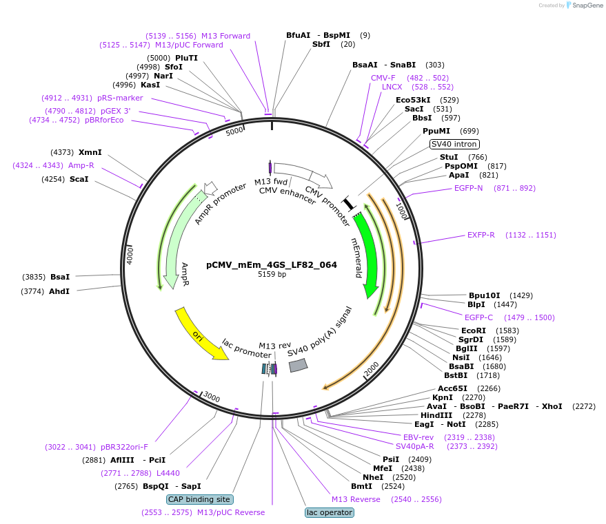 100301-plasmid-map-sequence-id-209341
