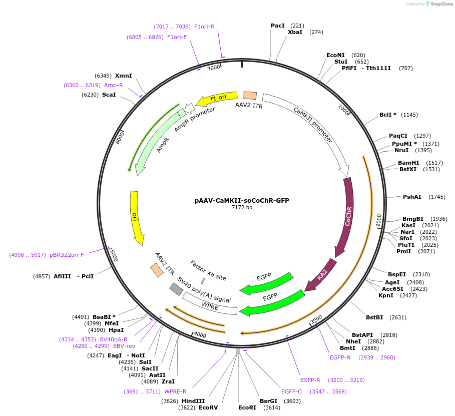 107711-plasmid-map-sequence-id-209342
