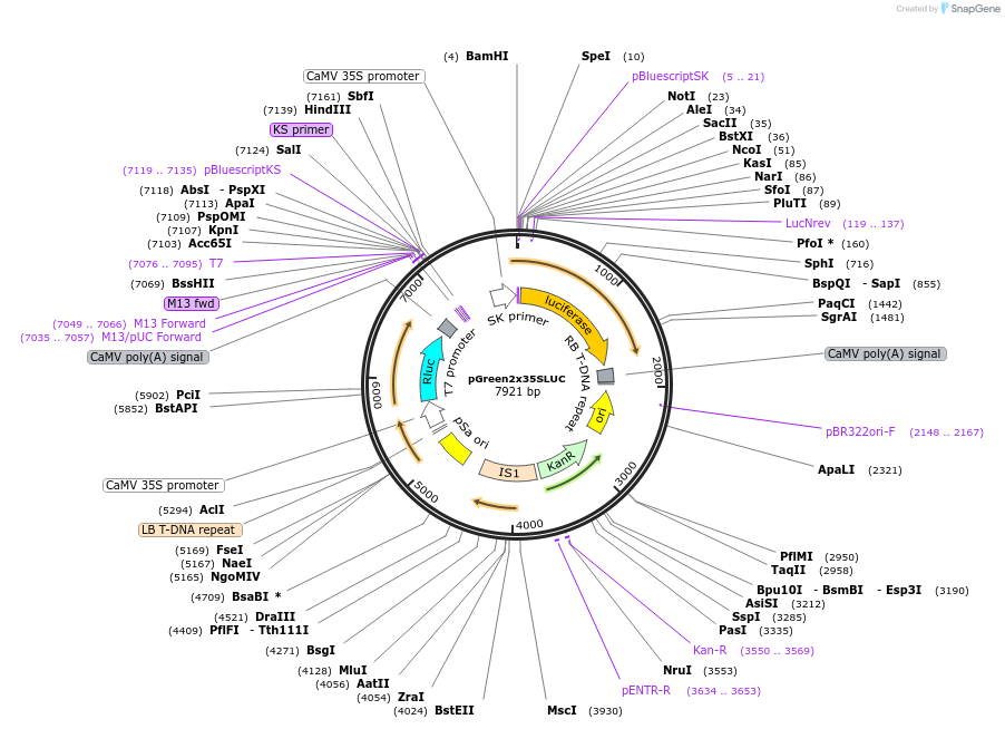 108228-plasmid-map-sequence-id-209343