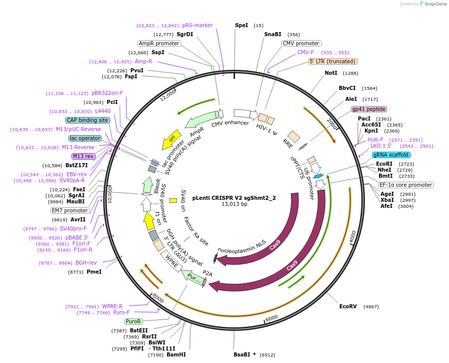 106315-plasmid-map-sequence-id-209347