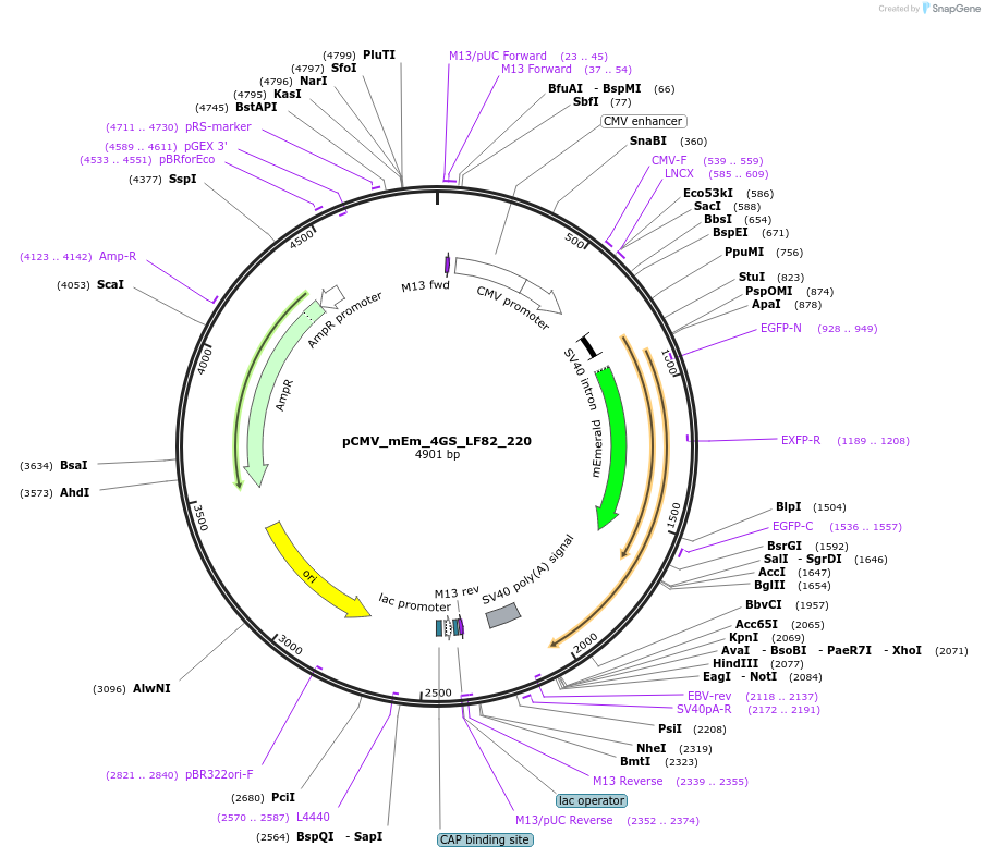 100303-plasmid-map-sequence-id-209349