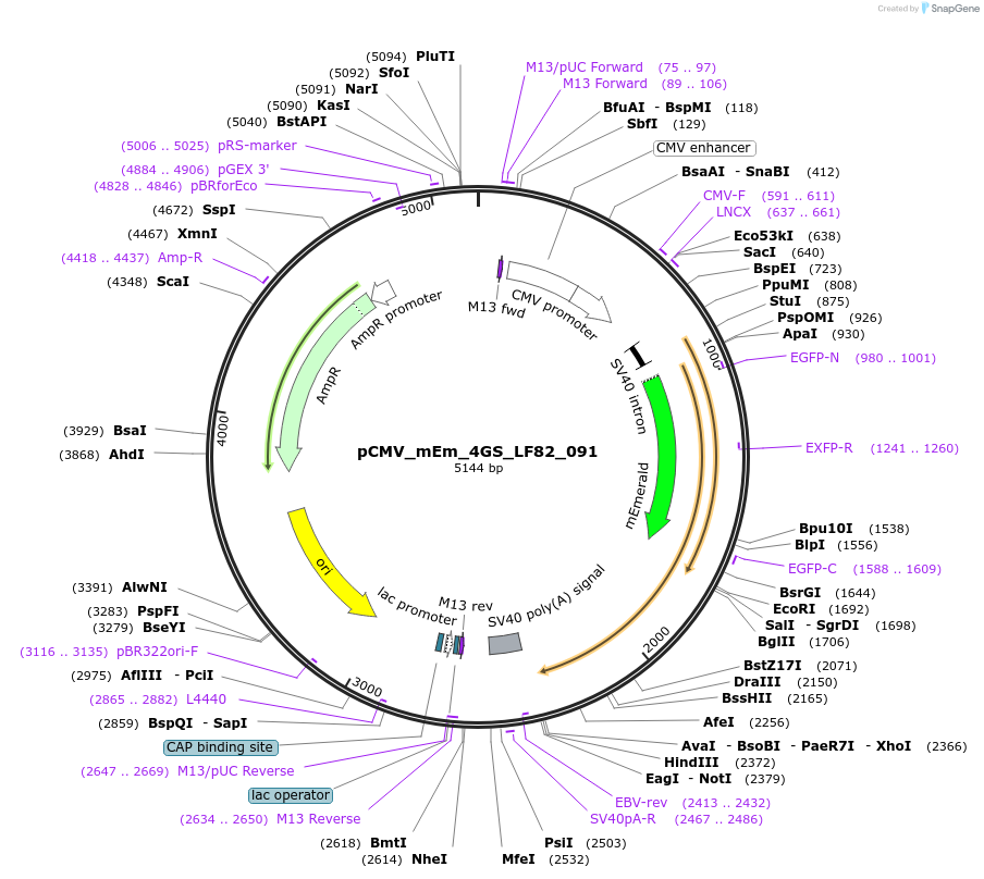 100304-plasmid-map-sequence-id-209350