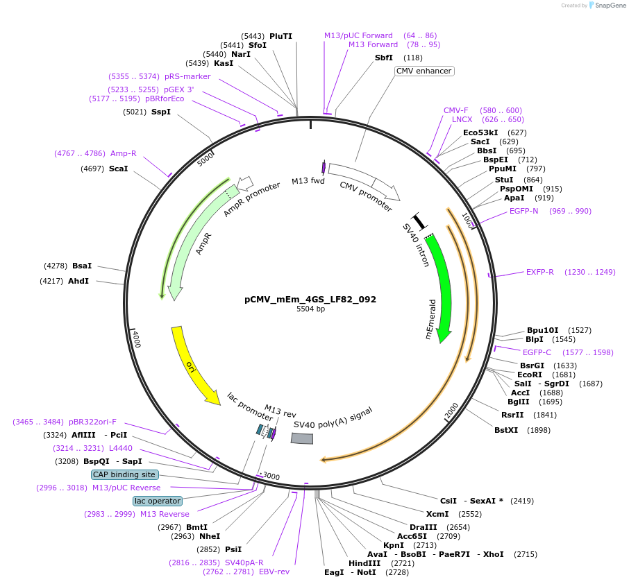 100305-plasmid-map-sequence-id-209355