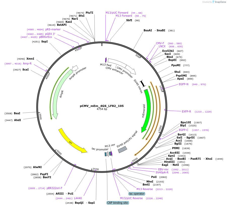 100310-plasmid-map-sequence-id-209357
