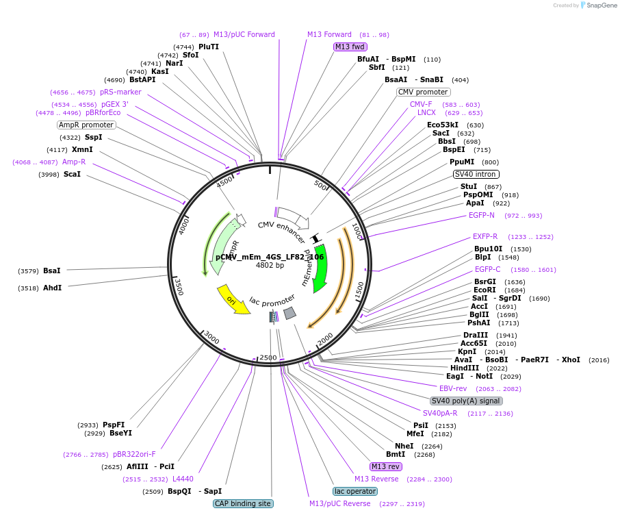 100311-plasmid-map-sequence-id-209358
