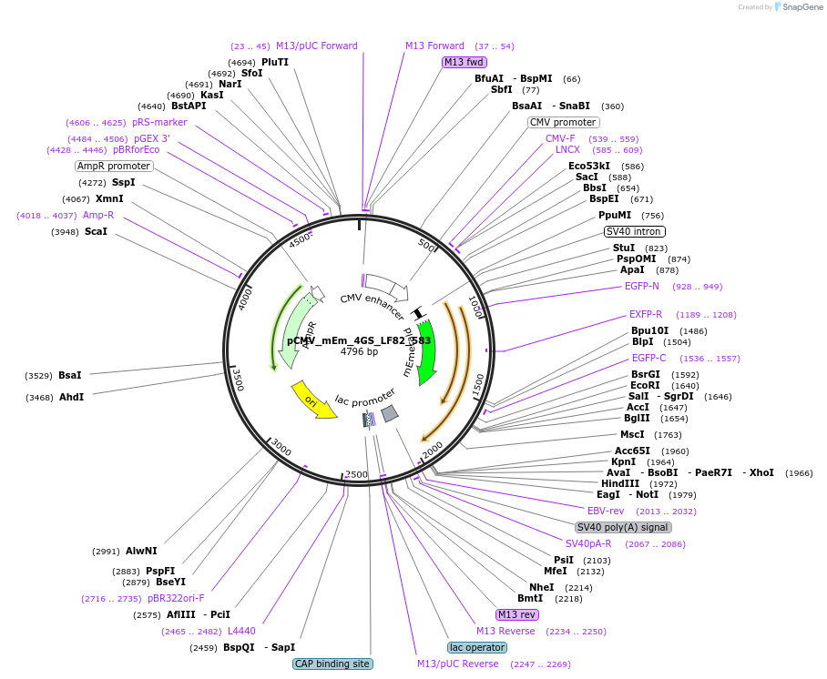 100322-plasmid-map-sequence-id-209360